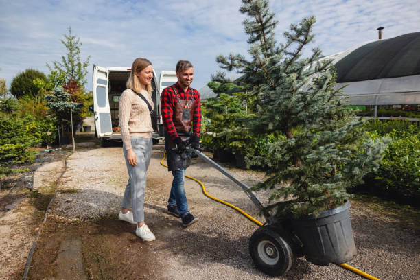 Best Local Tree Services  in Jacksonville, NC